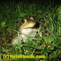 /home//u458753944/public_html/sourcegallery//Frogs/More bullfrogs/P6180699.JPG